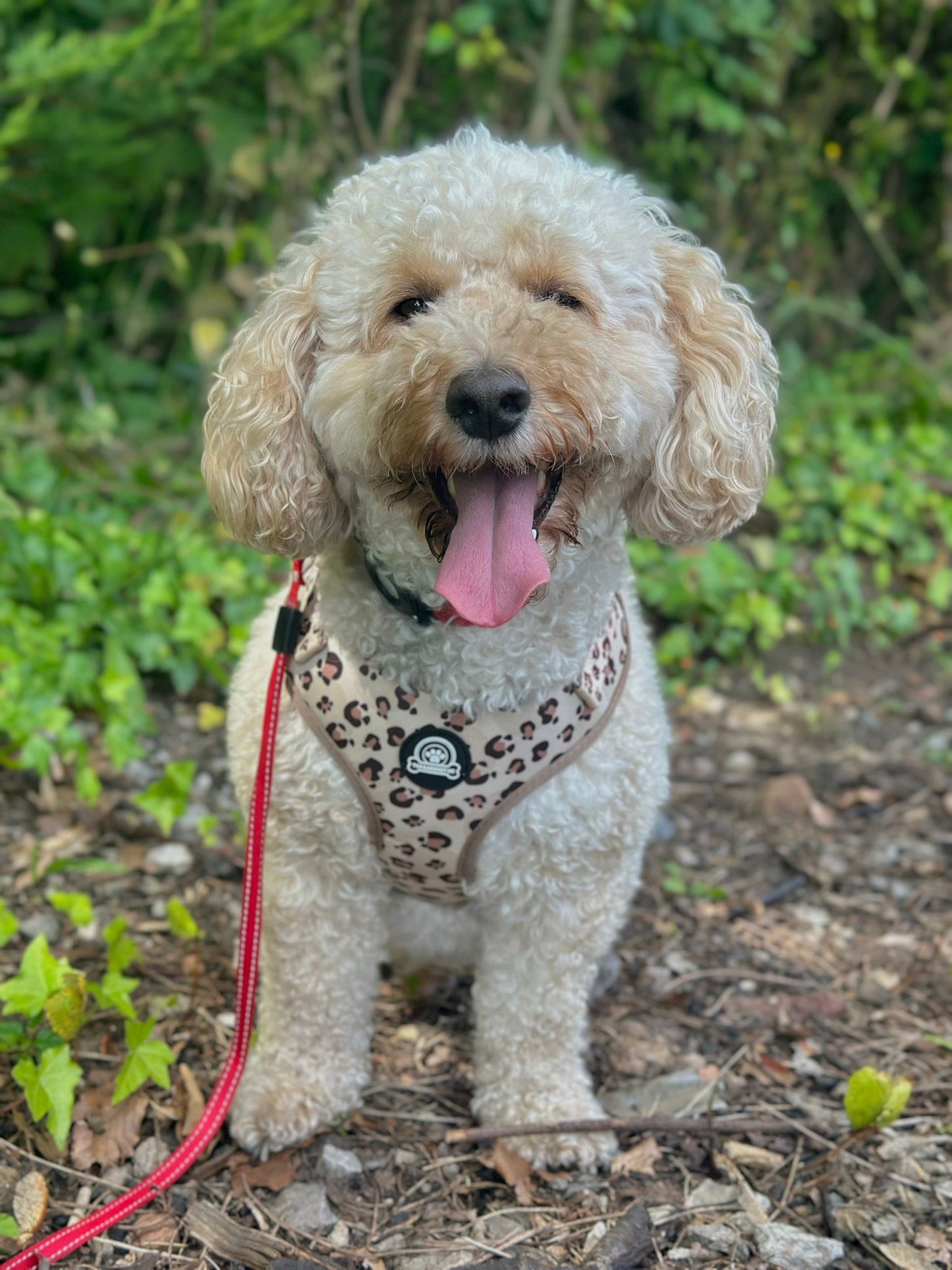 Leopard Print Harness | Collar | Lead | Poop Bag