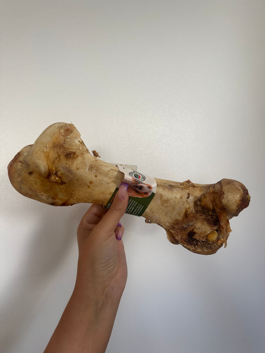 Ostrich Dino Bone