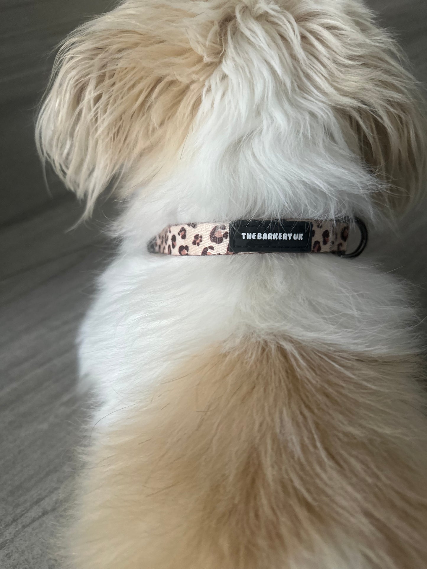 Leopard Print Harness | Collar | Lead | Poop Bag